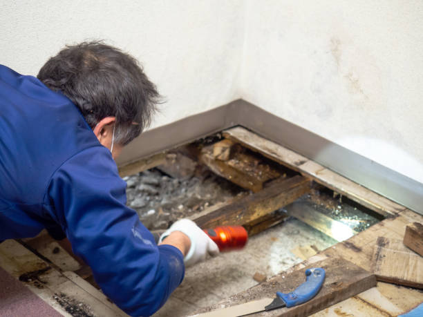 Best Mold Damage Repair  in West Lafayette, OH