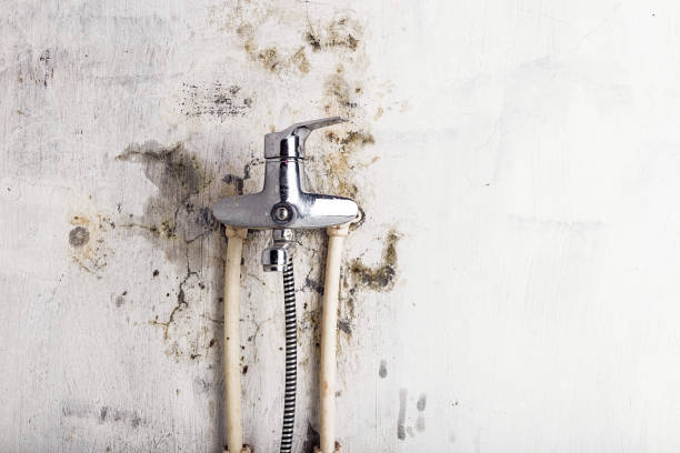 Best Same-Day Mold Removal  in West Lafayette, OH