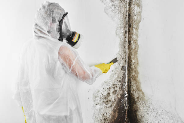 Best Professional Mold Removal  in West Lafayette, OH