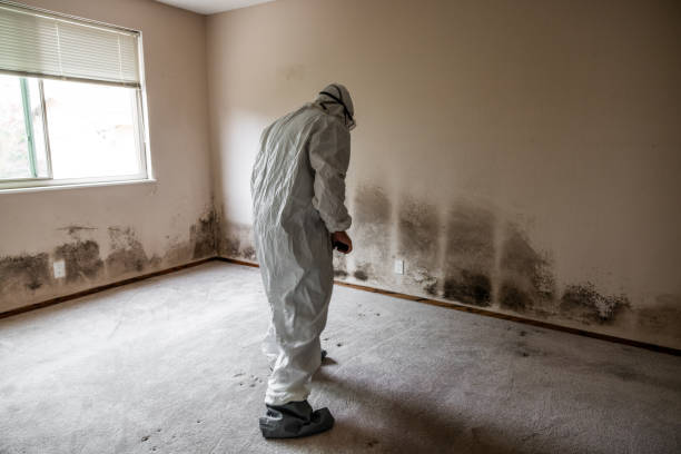 Best Home Mold Removal  in West Lafayette, OH