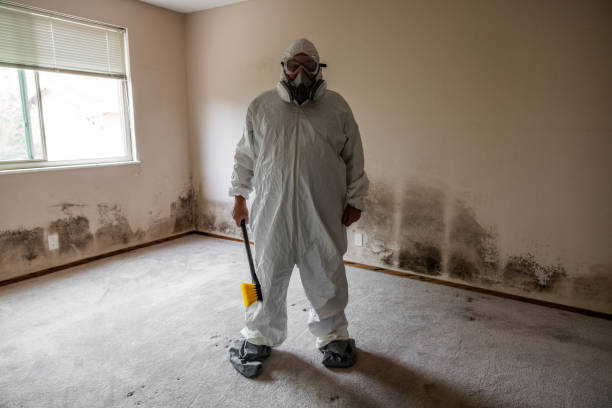 Best Mold Damage Repair  in West Lafayette, OH
