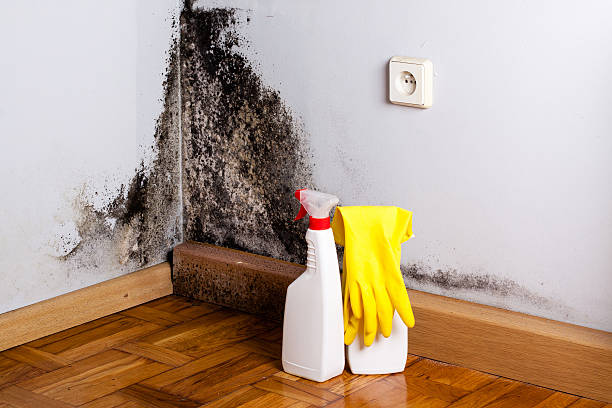 Mold Removal Process in West Lafayette, OH