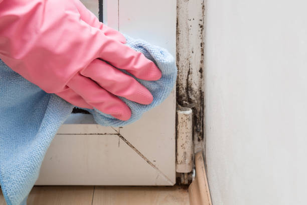 Best Commercial Mold Removal  in West Lafayette, OH
