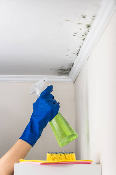 Best Mold Remediation Services  in West Lafayette, OH