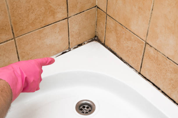 Best Toxic Mold Removal  in West Lafayette, OH